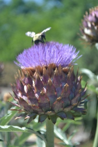 This image of thistle with a bumblebee on it would be an interesting addition to my world because of its variety of textures and colors. I also like that it contains a plant and an insect. This image was taken this July in Colonial Williamsburg, VA.