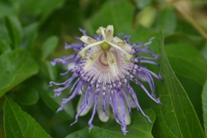 This image of a purple passion flower was taken this summer in my backyard in Cornelius, NC. I like the variety of textures and that the flower looks strange and almost other-worldly. 