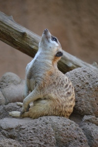 This photograph of a meerkat was taken at the Louisville Zoo in Louisville, KY in August. I think this image is particularly interesting because of the curved s-shape of the meerkat's body. I also like the idea of making this very small animal appear very large in my image. 